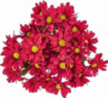 Chrysanthemen im Angebot bei Netto Marken-Discount in Wilhelmshaven Chrysanthemen Angebote bei Netto Marken-Discount Wilhelmshaven für 2,49 €
