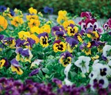 Promo Pensées ou Viola Cornuta ECLOZ à 2,99 € dans le catalogue Jardineries du terroir à Saint-Pierre-d'Albigny