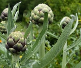 Promo Artichaut à 4,99 € dans le catalogue Point Vert à Tonnay-Boutonne