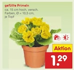 gefüllte Primeln im Angebot bei Netto Marken-Discount in Bad Oeynhausen gefüllte Primeln Angebote bei Netto Marken-Discount Bad Oeynhausen für 1,29 €
