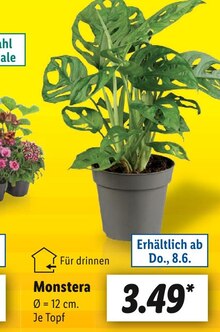 Pflanzen im aktuellen Lidl Prospekt für €3.49
