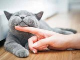 Katzen Nassnahrung Angebote von Sheba bei EDEKA Cuxhaven für 0,49 €