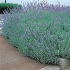 Lavande Angustifolia Grosso en pot de 7,5 litres - BOTANIC® - Botanic Lavande Angustifolia Grosso en pot de 7,5 litres - BOTANIC® à 24,99 € dans le catalogue Botanic