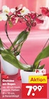 Orchidee am Bogen bei Netto Marken-Discount im Herzogenrath Prospekt für 7,99 €