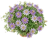 Passionsblume oder Kletter- hortensie im Angebot bei Thomas Philipps in Ulm Passionsblume oder Kletter- hortensie Angebote bei Thomas Philipps Ulm für 3,33 €