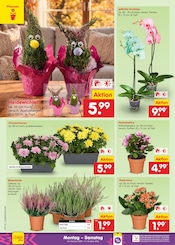 Ähnliche Sonnenblume Angebote im Prospekt "Aktuelle Angebote" von Netto Marken-Discount in Wolfsburg Ähnliche Angebote wie Sonnenblume im Prospekt "Aktuelle Angebote" auf Seite 40 von Netto Marken-Discount in Wolfsburg