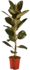 Grande Plante verte - Lidl à Toulon Grande Plante verte en promo chez Lidl Toulon à 14,99 €