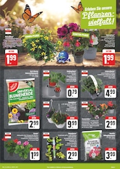 Blumen im EDEKA Prospekt in Görlitz Aktueller EDEKA Prospekt mit Blumen, "Wir lieben Lebensmittel!", Seite 3