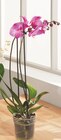 Phalaenopsis 2 tiges pot 12 cm - Intermarché à Niort Phalaenopsis 2 tiges pot 12 cm en promo chez Intermarché Niort à 7,99 €