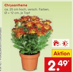 Chrysantheme bei Netto Marken-Discount im Prospekt "" für 2,49 €