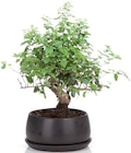 Bonsaï d'exterieur en pot céramique en promo chez Lidl Bonsaï d'exterieur en pot céramique dans le catalogue Lidl