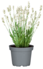 Lavendel im Angebot bei toom Baumarkt in Hamburg Lavendel Angebote bei toom Baumarkt Hamburg für 2,49 €
