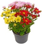 Knospenheide im Angebot bei REWE in Beckum Knospenheide Angebote bei REWE Beckum für 1,79 €