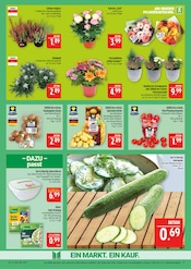 Pflanzen im Marktkauf Prospekt in Bautzen Aktueller Marktkauf Prospekt mit Pflanzen, "AUSWAHL RIESIG, PREISE NIEDRIG", Seite 11