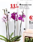 Orchidée 2 Tiges - Super U à Quimper Orchidée 2 Tiges en promo chez Super U Quimper à 11,99 €