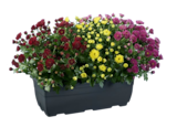 Chrysanthème jardinière trio en promo chez Lidl Chrysanthème jardinière trio dans le catalogue Lidl