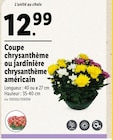 Coupe chrysanthème ou jardinière chrysanthème américain en promo chez Lidl Reims à 12,99 €