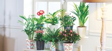 Plante fleurie ou verte** - Carrefour Market à Nanterre Plante fleurie ou verte** en promo chez Carrefour Market Nanterre à 6,99 €