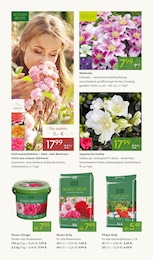 Pflanzen Kölle Rose im Prospekt Pflanzen Kölle Rose im Prospekt