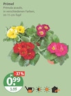 Primel von  im aktuellen V-Markt Prospekt für 0,99 €