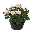 Bananier à planter - Lidl à Rueil-Malmaison Bananier à planter en promo chez Lidl Rueil-Malmaison à 5,99 €