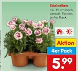 Edelnelken  im aktuellen Netto Marken-Discount Prospekt für 5,99 €