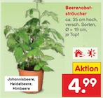 Beerenobststräucher im aktuellen Netto Marken-Discount Prospekt