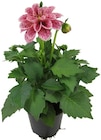 Aktuelle Blumen Angebote bei REWE in Bottrop Aktuelles Dahlie Angebot bei REWE in Bottrop ab 2,29 €