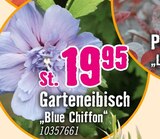 Aktuelle Blumen Angebote bei Hornbach in Bremen Aktuelles Garteneibisch "Blue Chiffon" Angebot bei Hornbach in Bremen ab 19,95 €