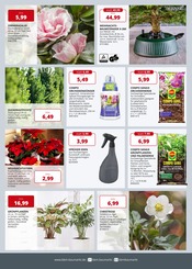 Weihnachtsbaum im BBM Baumarkt Prospekt in Ganderkesee Aktueller BBM Baumarkt Prospekt mit Weihnachtsbaum, "So schön kann Baumarkt sein", Seite 2