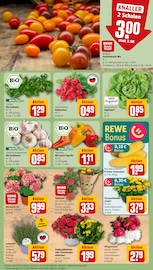 Blumen im REWE Prospekt in Kassel Aktueller REWE Prospekt mit Blumen, "Dein Markt", Seite 7
