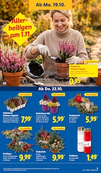 Blumen im Lidl Prospekt "LIDL LOHNT SICH" mit 73 Seiten (Hamburg)