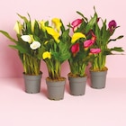 Calla im Netto mit dem Scottie Prospekt Calla im aktuellen Netto mit dem Scottie Prospekt für 4,49 €