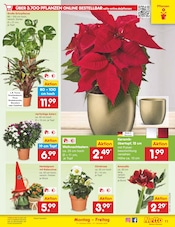 Aktueller Netto Marken-Discount Prospekt mit Pflanzen, "Aktuelle Angebote", Seite 13