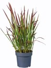 Miscanthus/Penissetum dans le catalogue Lidl