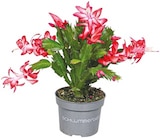 Netto mit dem Scottie Höhnstedt - Schlumbergera Weihnachtskaktus Angebot im Prospekt Schlumbergera Weihnachtskaktus bei Netto mit dem Scottie im Höhnstedt Prospekt für 3,99 €