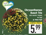 Chrysanthemen Busch Trio  im aktuellen EDEKA Prospekt für 5,99 €