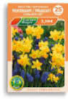 Blumenzwiebel im Angebot bei Netto Marken-Discount in Wermelskirchen Blumenzwiebel Angebote von Kiepenkerl bei Netto Marken-Discount Wermelskirchen für 0,99 €