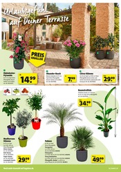 Aktueller Hagebaumarkt Prospekt mit Palme, "LASS DEN SÜDEN BEI DIR EINZIEHEN", Seite 2