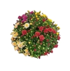 Chrysanthemenbusch im Angebot bei EDEKA in Seevetal Chrysanthemenbusch Angebote bei EDEKA Seevetal für 6,99 €