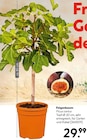 Aktuelles Feigenbaum Angebot bei Hellweg in Essen ab 29,99 €