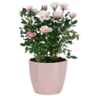 Rosen Sonderfarben-Mix im OBI Prospekt Rosen Sonderfarben-Mix im aktuellen OBI Prospekt für 3,99 €