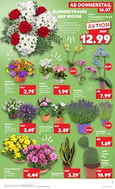 Ähnliche Tulpen Angebote im Prospekt "Hier bin ich richtig" von Kaufland in Aurich Ähnliche Angebote wie Tulpen im Prospekt "Hier bin ich richtig" auf Seite 14 von Kaufland in Aurich