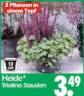 Heide Triolino Stauden Angebote bei Wreesmann Weimar für 3,49 €