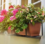 Geranien oder Fuchsien im Angebot bei Netto Marken-Discount in Kempten Geranien oder Fuchsien Angebote bei Netto Marken-Discount Kempten für 4,99 €