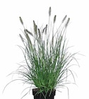 Dehner Garten-Center Siek - Lampenputzgras 'Hameln' Angebot im Prospekt Lampenputzgras 'Hameln' bei Dehner Garten-Center im Siek Prospekt für 12,99 €