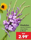 Aktuelles Gladiolen Angebot bei Kaufland in Bremen ab 2,99 €