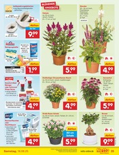 Aktueller Netto Marken-Discount Prospekt mit Tasse, "Aktuelle Angebote", Seite 33