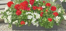Petunie (Petunia) bei OBI in Bergisch Gladbach Petunie (Petunia) im Angebot bei OBI Bergisch Gladbach für 2,49 €