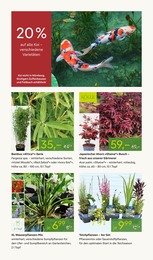 Pflanzen Kölle Teichpflanzen im Prospekt 